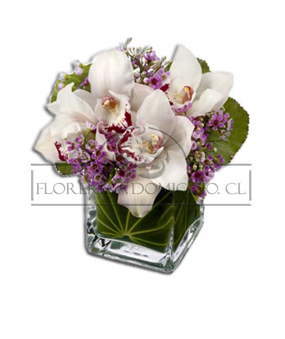 Orquideas en Cubo